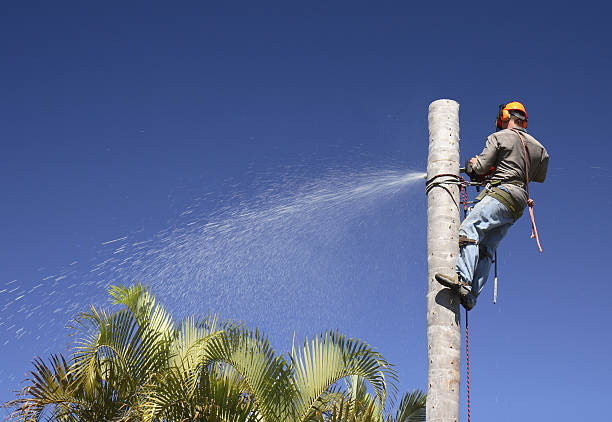 Seasonal Cleanup (Spring/Fall) in Cathedral City, CA