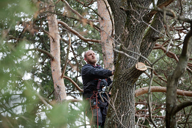 Best Storm Damage Tree Cleanup  in Thedral City, CA